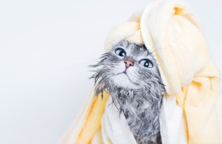Bagno del gatto