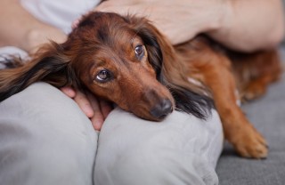 cane depresso