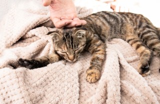 Vomito nel gatto