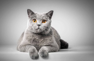 Sognare un gatto grigio
