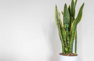Sanseveria