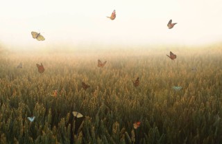 Un prato con le farfalle giornata mondiale poesia 2023, giornata internazionale poesia 2023
