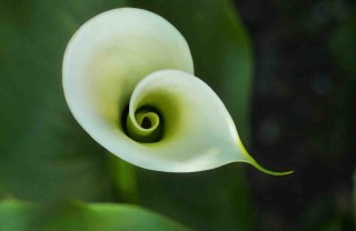 Fiori per un funerale