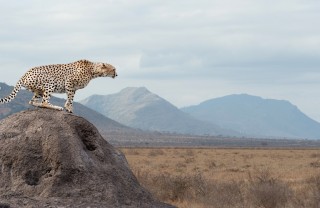 animale in pericolo