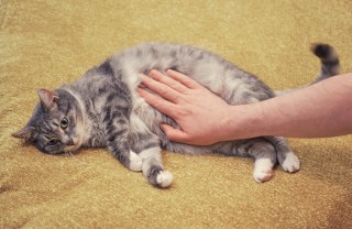 gestazione del gatto
