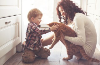 Gatto domestico