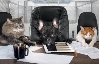 Al lavoro con cani e gatti Al lavoro con cani e gatti