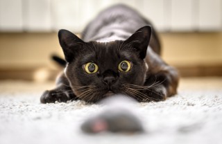 Gatto