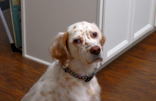 allergie dei cani