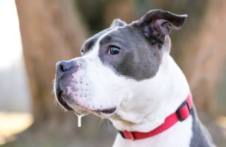 bava del cane