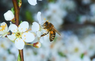 fiori api
