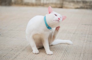 gatto si gratta le orecchie