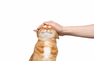 gatto si affeziona gatto si affeziona