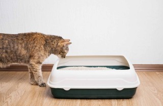 Sabbietta agglomerante del gatto