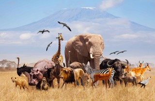 Sognare animali
