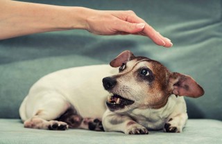 Sognare un cane che morde