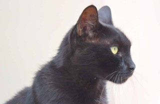 Come pulire le orecchie al gatto