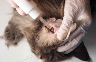 gocce nelle orecchie degli animali domestici