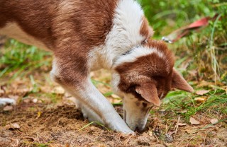 Cane mangia la terra