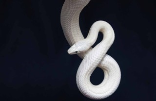 sognare di uccidere un serpente