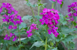 lunaria