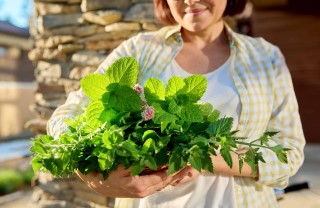 citronella