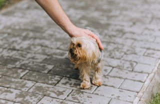 cane abbandonato