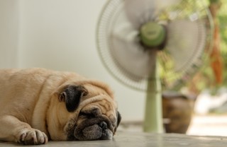 Cane al caldo