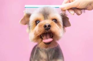 spazzolare il cane
