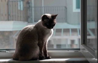 Come togliere il pelo del gatto dalla zanzariera senza rovinarla