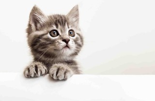 Quali colori vedono i gatti?
