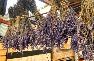 come raccogliere e conservare lavanda, come raccogliere lavanda, come conservare lavanda