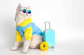 gatti e vacanze gatti e vacanze