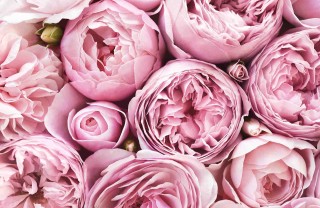 fiori e amore