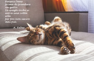Immagine con frase per la giornata dei gatti giornata-mondiale-gatto-immagini-frasi-