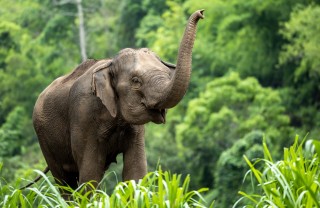elefante elefante
