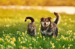 Cani e gatti che perdono il pelo Cani e gatti che non perdono il pelo