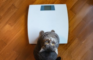 Gatto obeso