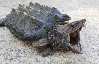 tartaruga alligatore