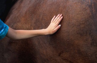 cavallo marrone cavallo marrone