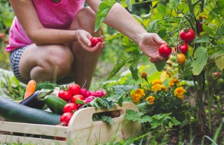 cosa fare nell'orto a settembre, lavori orto settembre