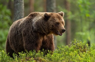 Sognare un orso bruno Sognare un orso bruno