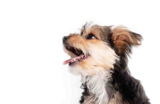 bocca del cane rimane aperta