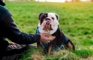 pensione cani consigli