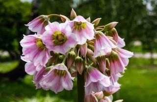 campanule