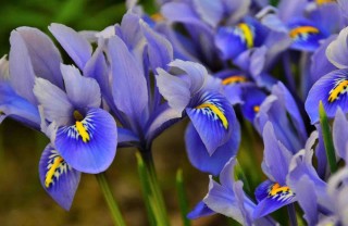 iris