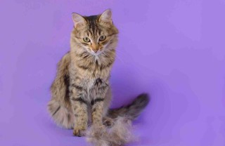gatto perde il pelo a chiazze