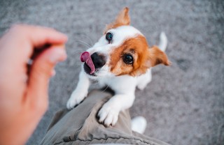 Cucciolo