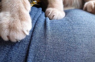 Perché i gatti impastano