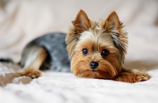 Yorkshire Terrier Yorkshire Terrier
